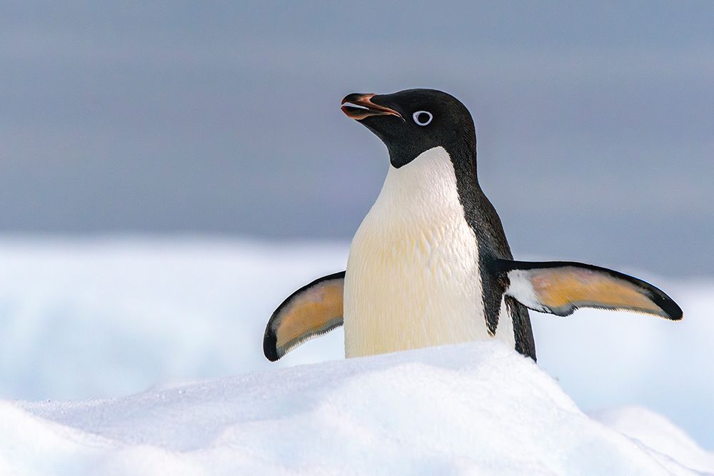 Antarctica, Yalour Islands. Adelie penguin close-up.